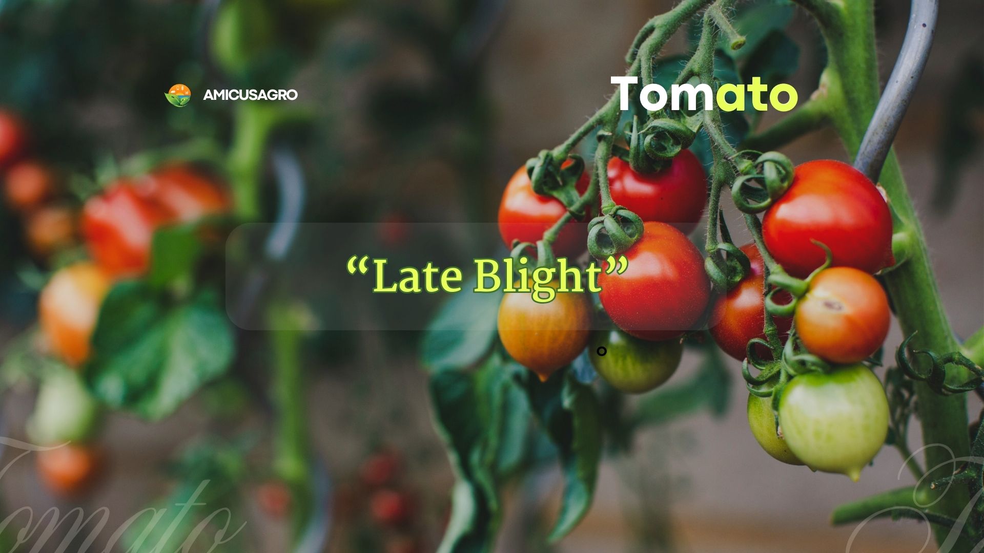 Battling Late Blight: How to Protect Your Plants 🌿