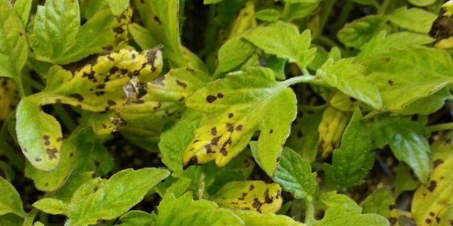 bacterial leaf spot in tomato