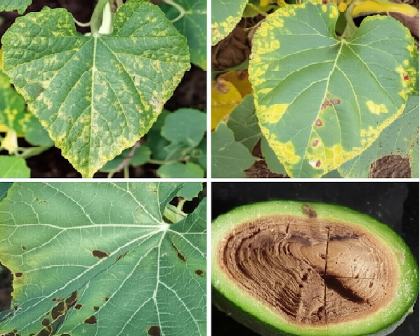 पावसामुळे वेलवर्गीय पिकांवर वाढलेल्या डावणी मिल्ड्यू आणि करपा रोगाच्या प्रादुर्भावावर प्रभावी उपाय 🌧️🌱