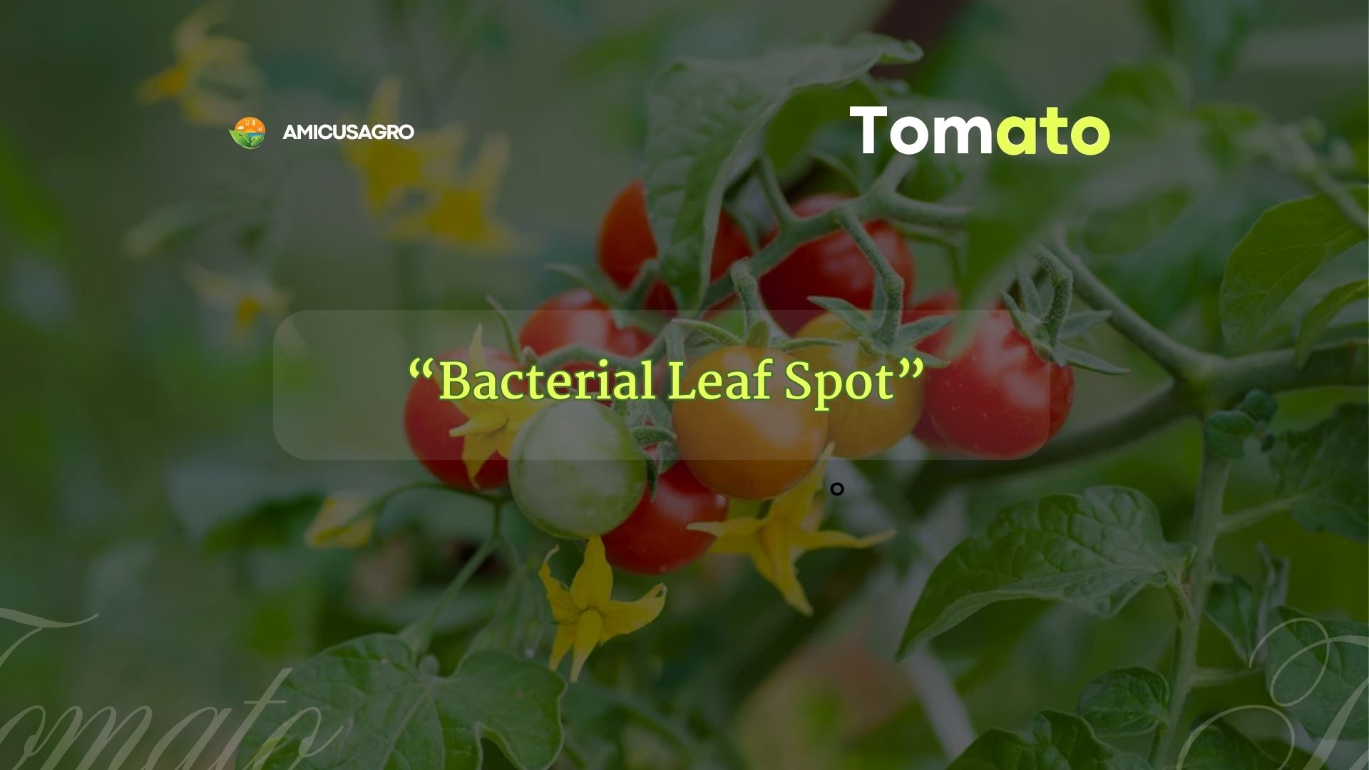 Battling Bacterial Leaf Spot in Your Tomato Garden 🍅