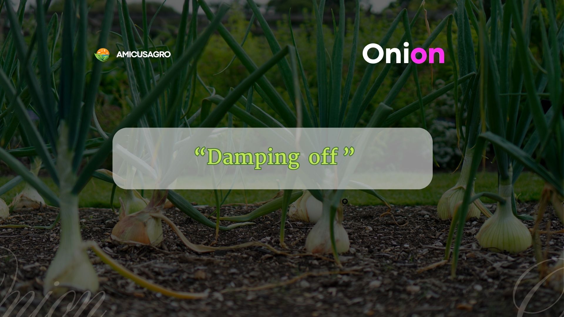 Understanding and Preventing Damping-Off in Onion Cultivation 🧅