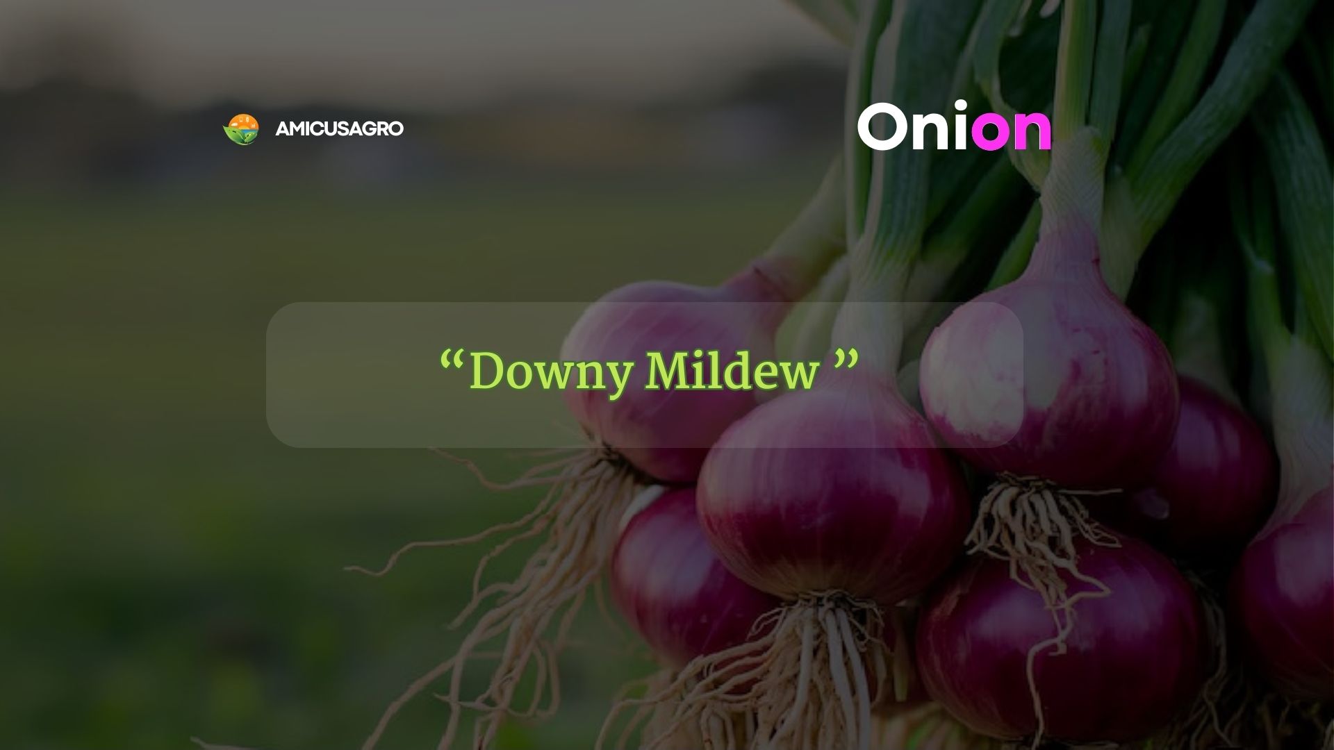 Understanding & Managing Onion Downy Mildew🧅