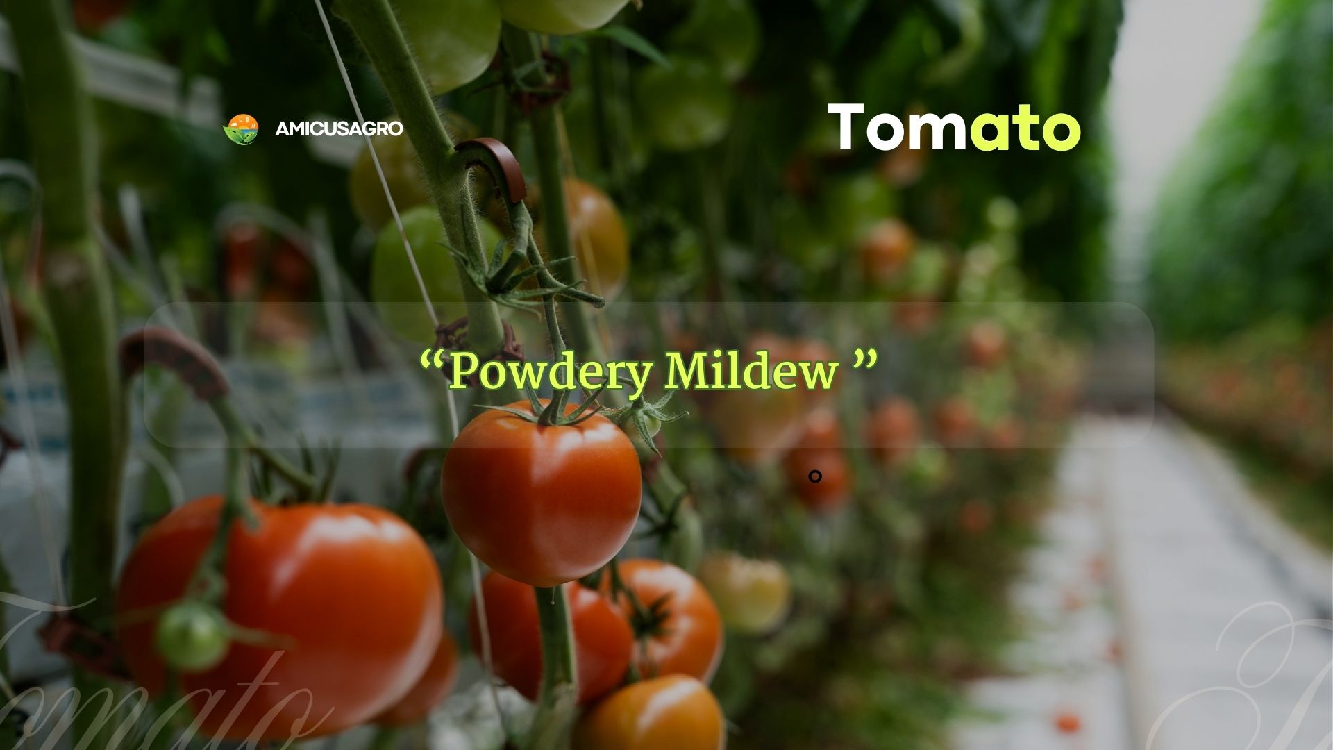 Powdery Mildew: Your Guide to a Healthy, Fungus-Free Garden