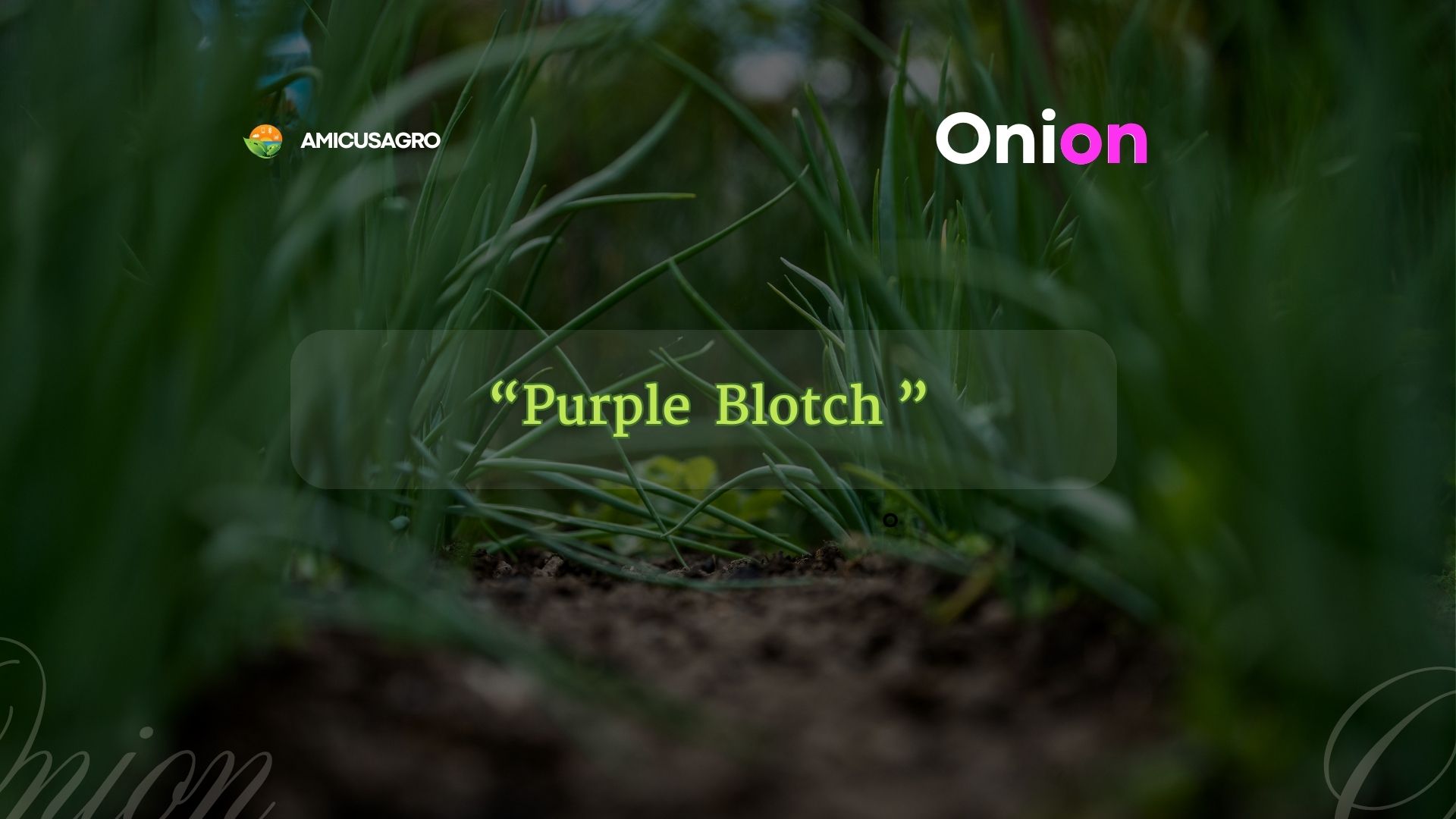 🧅 Fighting Purple Blotch in Your Onion Patch 🧅