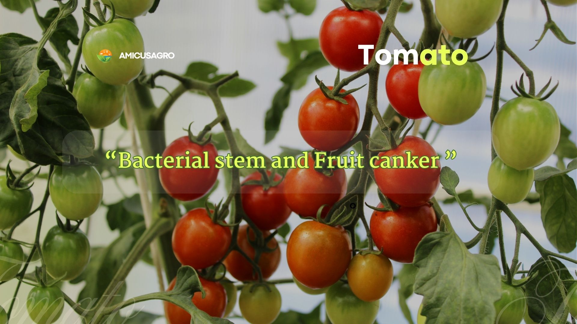 🍅 Battling Bacterial Canker: A Guide for Tomato Growers