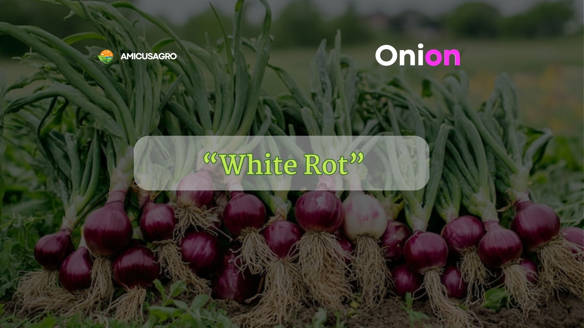 The Unseen Threat: Battling White Rot in Onion Crops 🧅