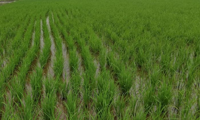 खरीप पेरणी क्षेत्र