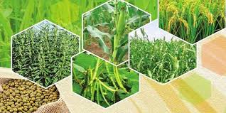 खरीप पेरणीत ४% ने वाढ