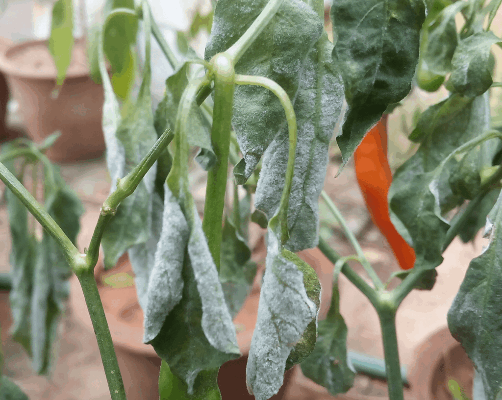powdery mildew on the Green Chilli plant