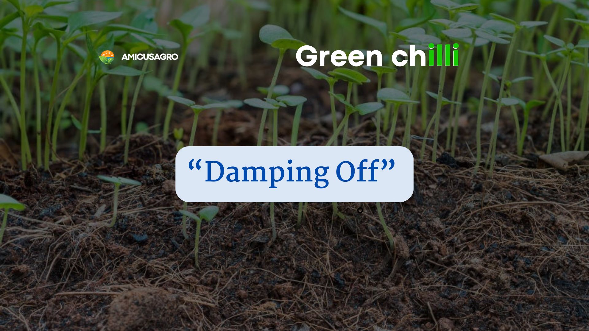 The Silent Killer: Saving Your Green Chili Seedlings from Damping-Off