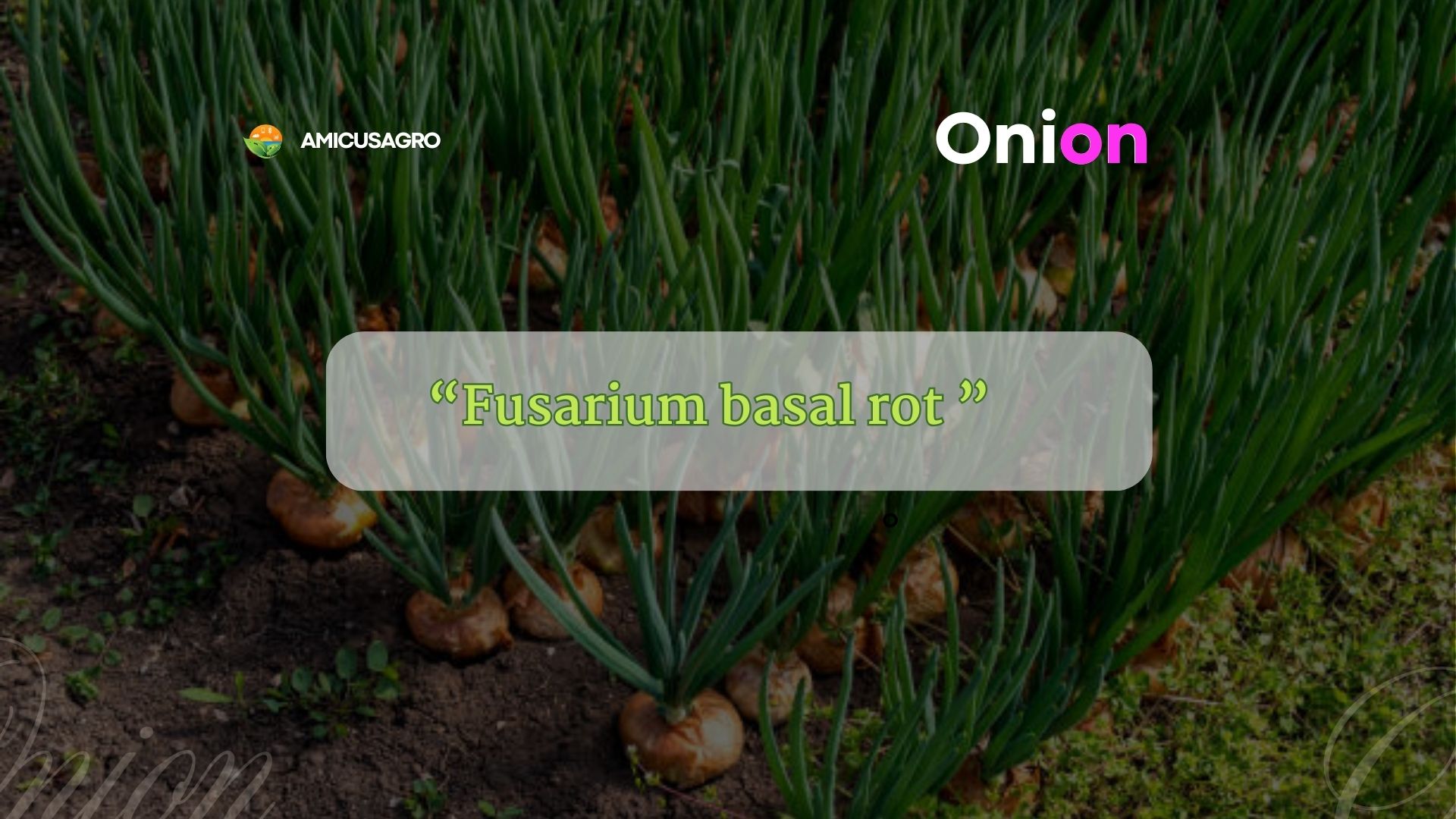 Protecting Your Onions: A Guide to Managing Fusarium Basal Rot 🧅