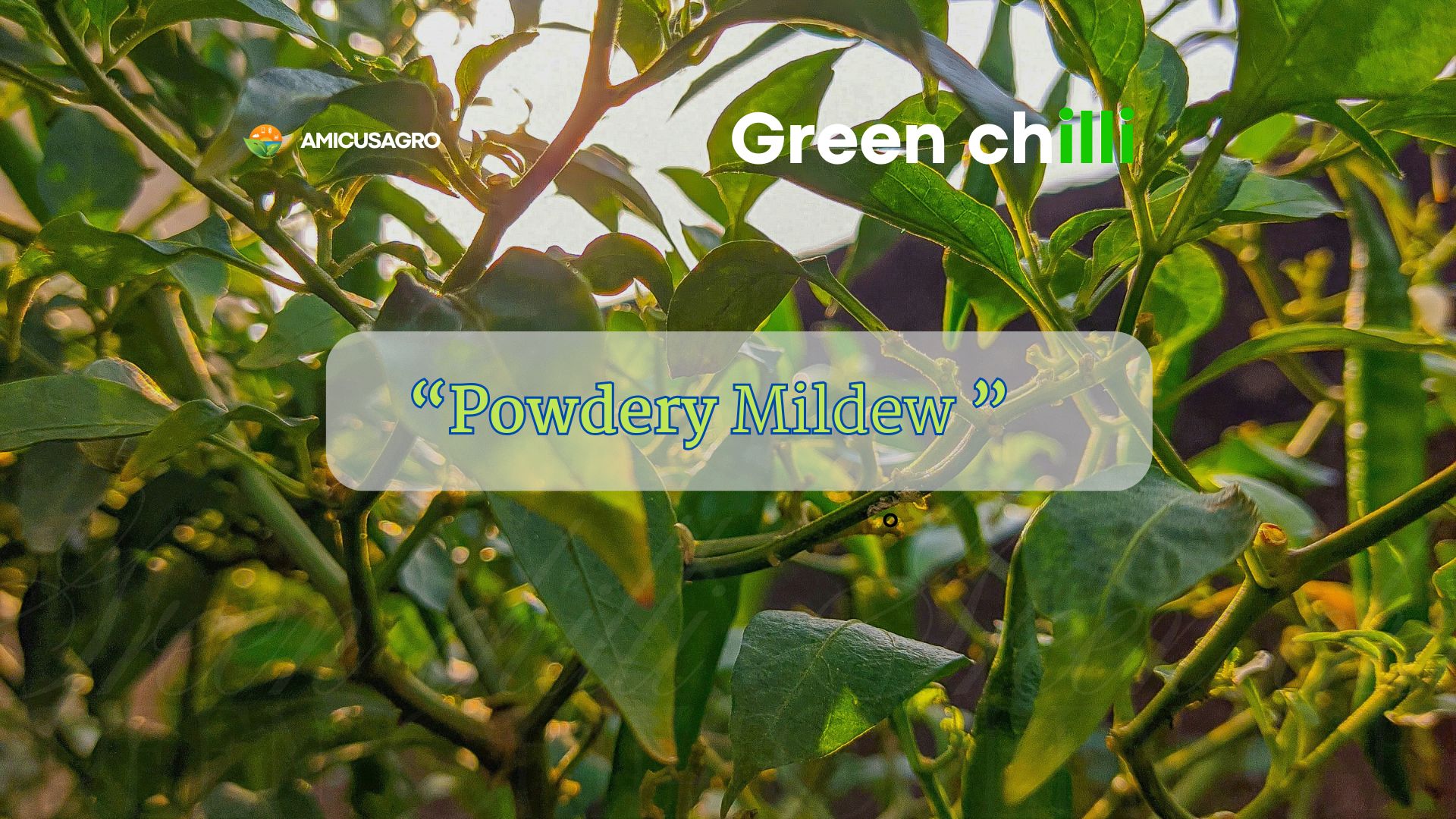 From Powder to Power: Your Guide to Beating Powdery Mildew 🌶