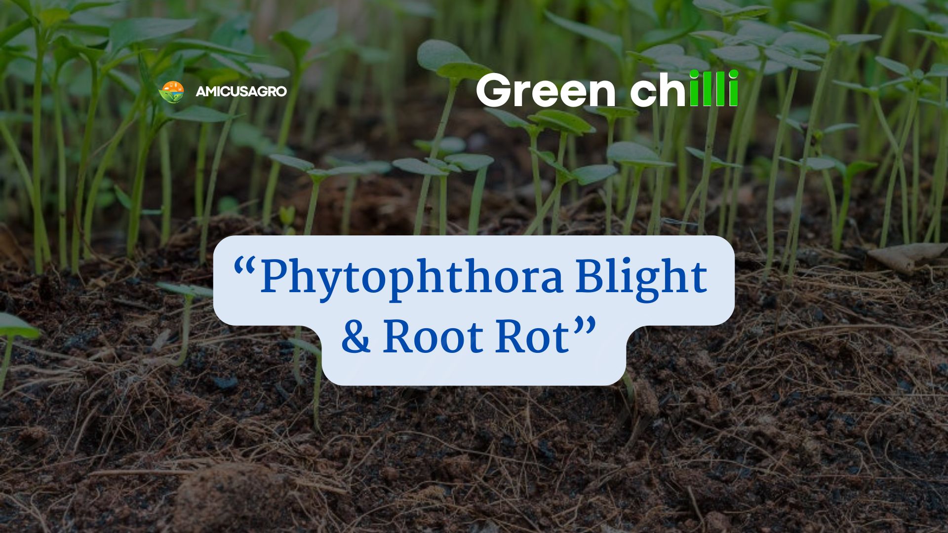 Phytophthora Blight & Root Rot in Green Chilli — What To Watch For & How Nano-Solutions Help