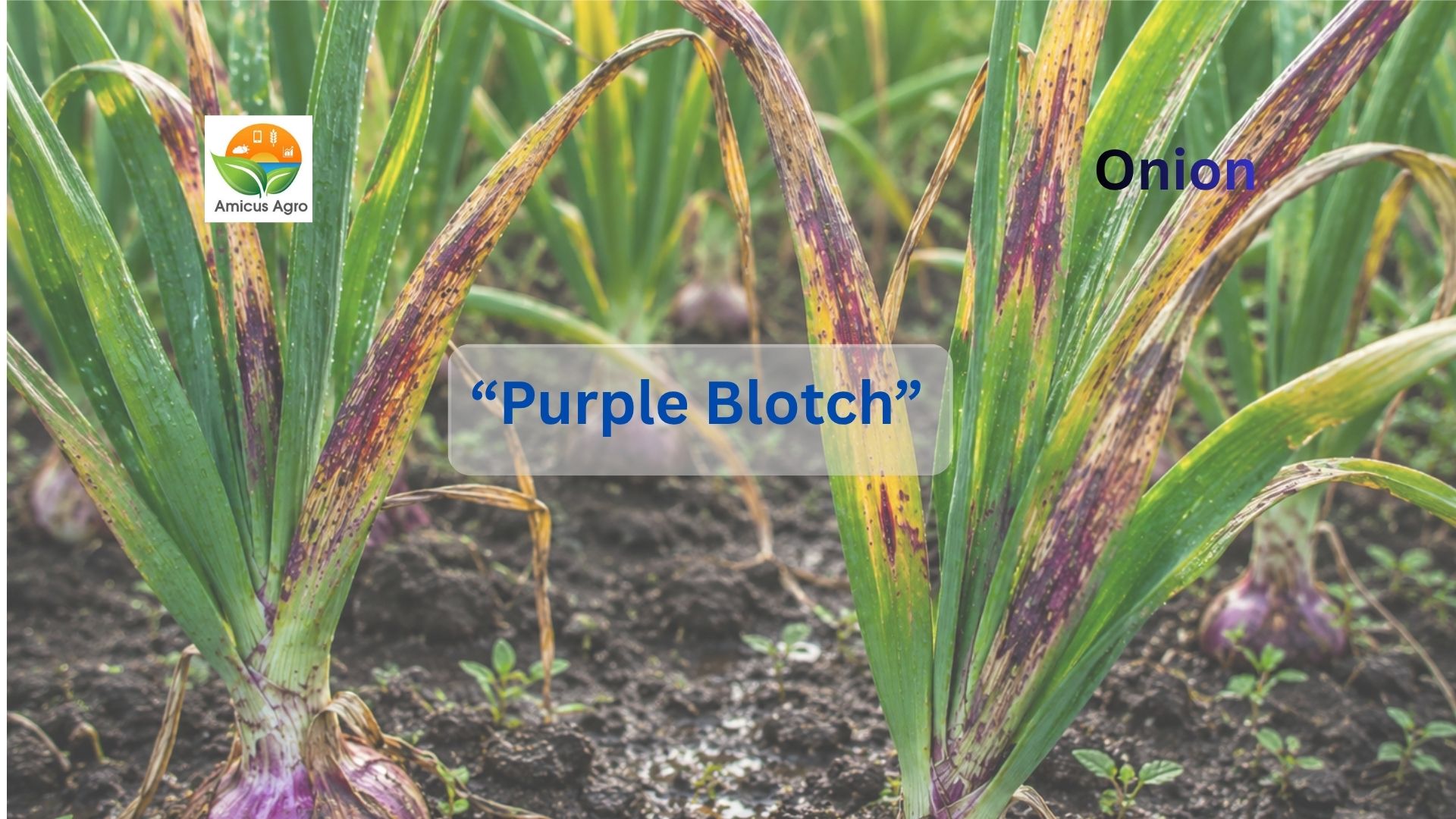 Onions Leaves Drying from the Tips and Scorching? Beware! ‘Purple Blotch’ Disease Can Cause Heavy Losses