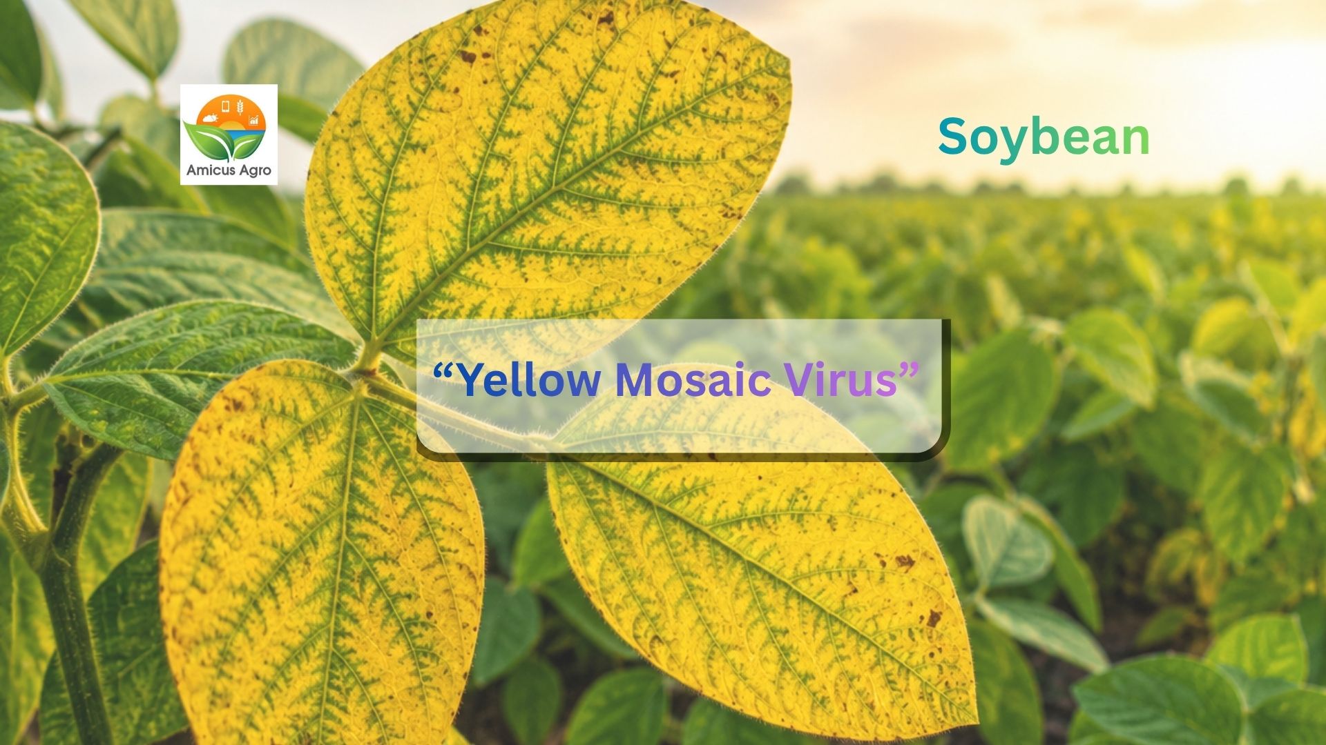 Is Your Soybean Crop Turning Yellow? Don’t PanicтАФIdentify the Cause First and Then Take Action!