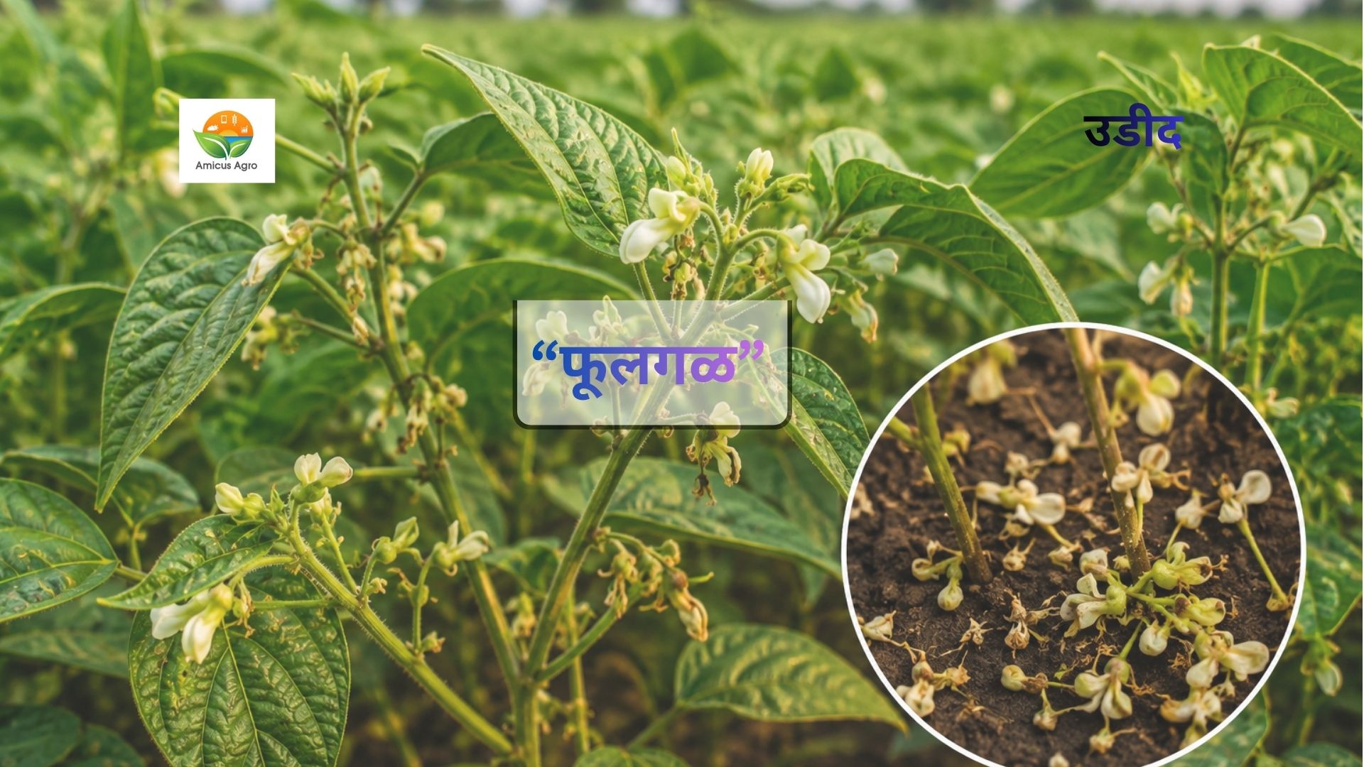 🌼 उडीद पिकात फूलगळ वाढतेय? ‘या’ अचूक उपायाने फुलांचे संरक्षण करा आणि उत्पादन वाढवा! 🚀