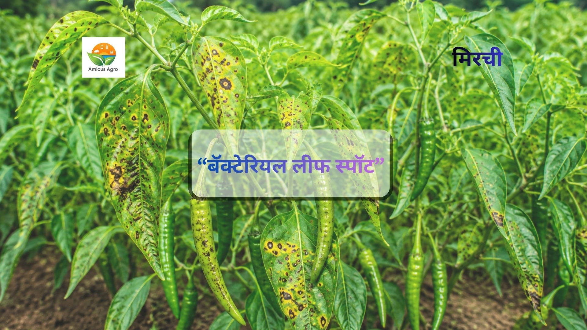 🌶️मिरचीवर बॅक्टेरियल लीफ स्पॉट (जिवाणूजन्य ठिपके) दिसतोय? घाबरू नका, योग्य कारण ओळखा आणि पिकाचे रक्षण करा!