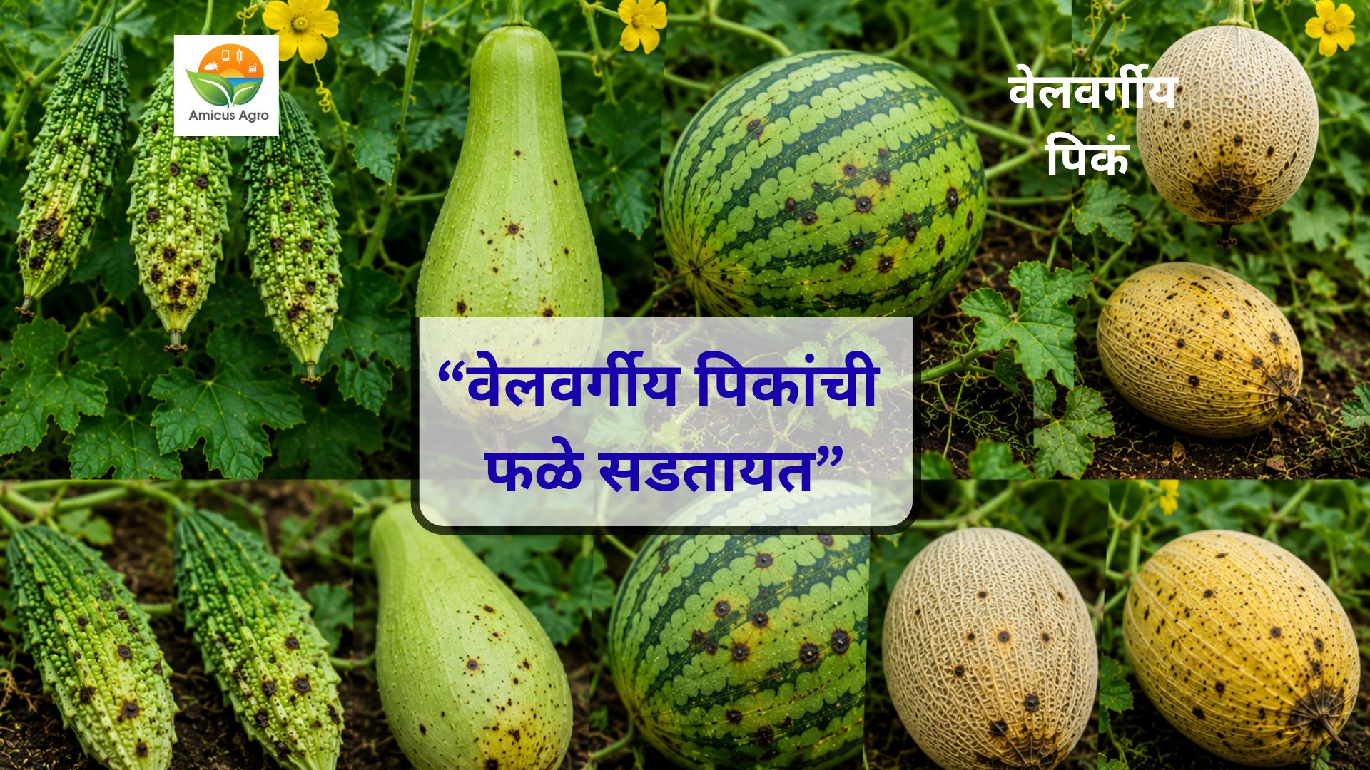 🥒 तुमच्या वेलवर्गीय पिकांची फळे सडतायत? जाणून घ्या ‘फळकूज’ मागची कारणे आणि १००% खात्रीशीर उपाय!