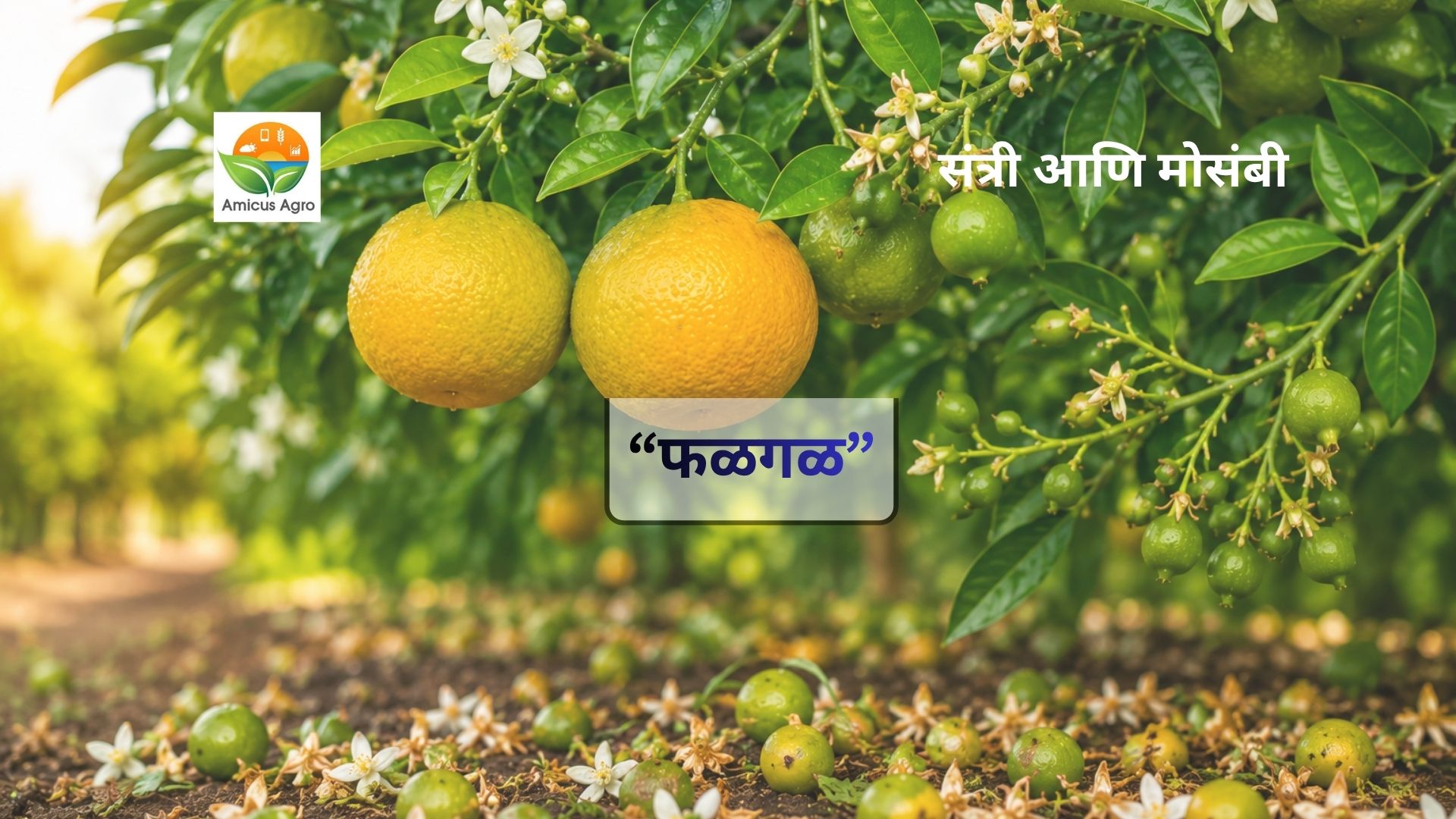 🍊 संत्री आणि मोसंबी फळगळ: कारणे आणि प्रभावी उपाय