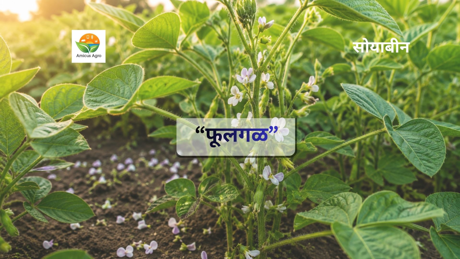 🌱 सोयाबीन पिकातील फूलगळ वाढतेय? जाणून घ्या कारणे आणि खात्रीशीर उपाय!