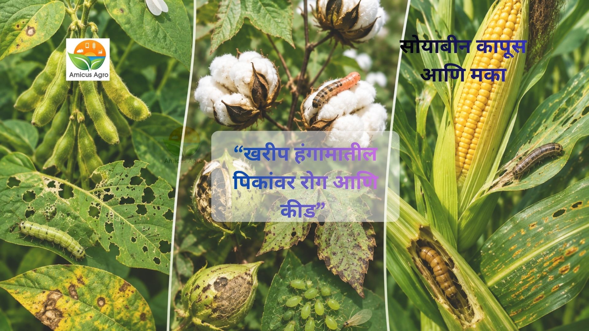 🌾 खरीप हंगामातील पिकांवरील रोग आणि कीड व्यवस्थापन